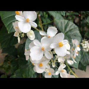 Meet your Posher, Rachelle